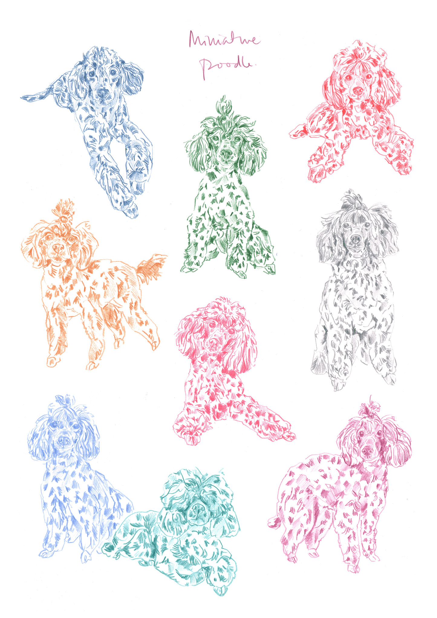 Miniature Poodle Print
